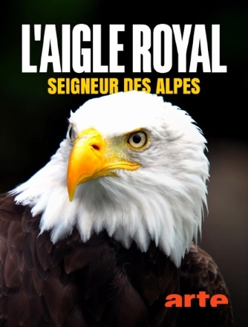 L'aigle royal, seigneur des Alpes
